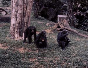 monkey vs chimpanzee
