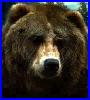 grizzlybear1sm