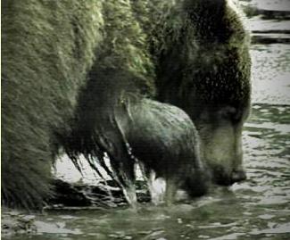 grizzlybearinwater