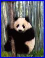 pandabearholdingtressm